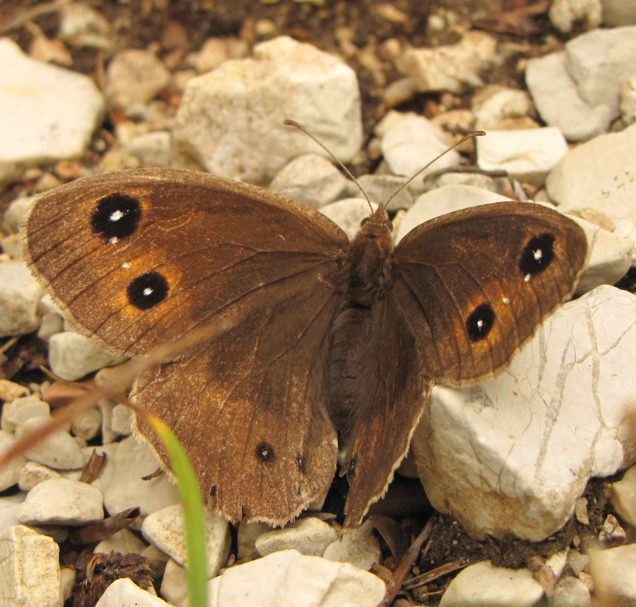 farfalla sibillini